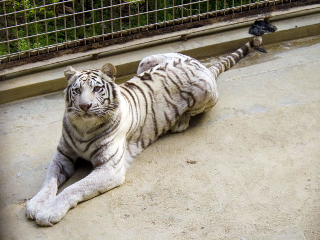 大牟田市動物園